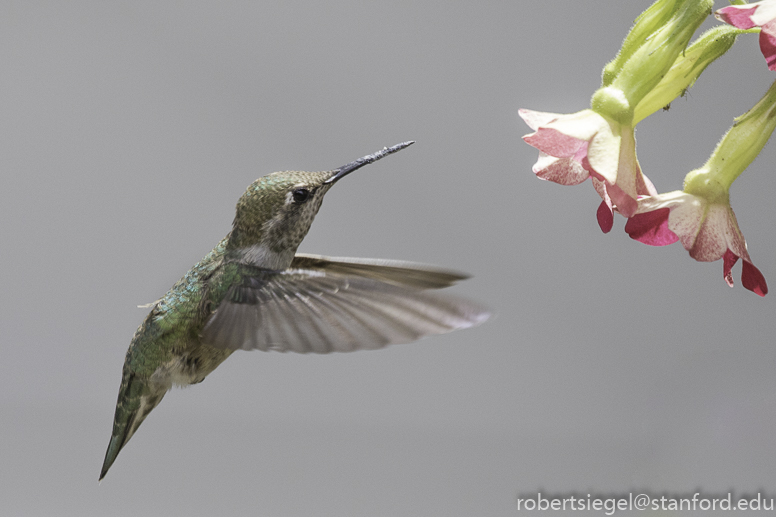 hummer